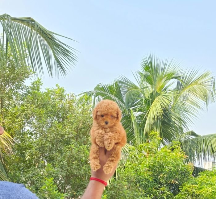DogsIndia.com - Toy Poodle - Vikram (Shreyas)