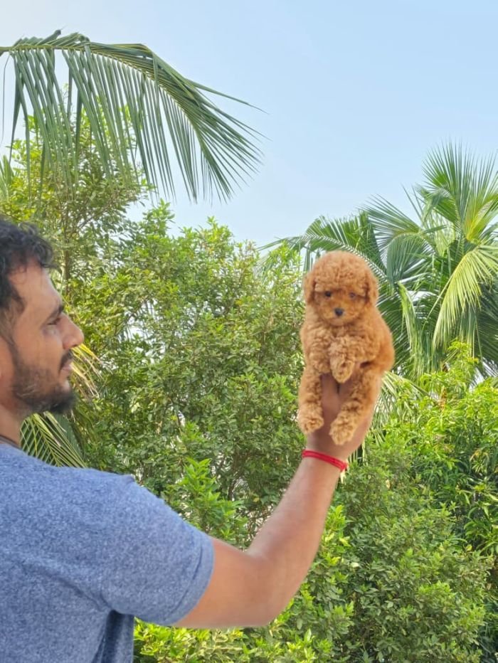 DogsIndia.com - Toy Poodle - Vikram (Shreyas)