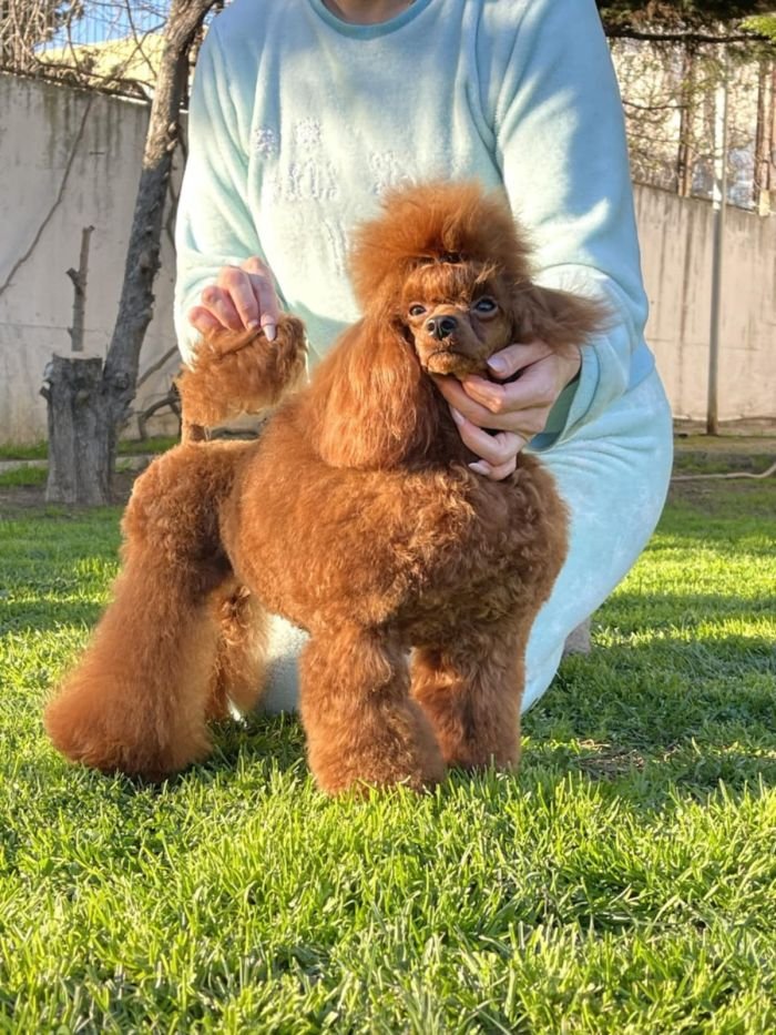 DogsIndia.com - Toy Poodle - Vikram (Shreyas)