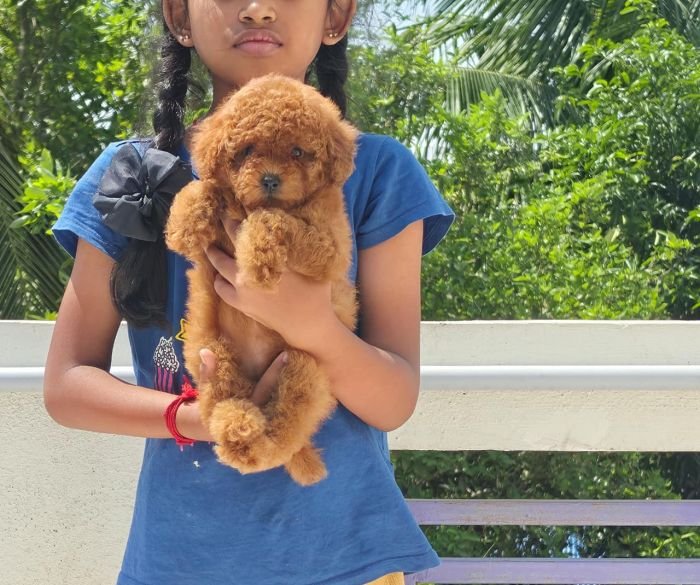 DogsIndia.com - Toy Poodle - Vikram (Shreyas)