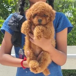 DogsIndia.com - Toy Poodle - Vikram (Shreyas)