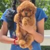 DogsIndia.com - Toy Poodle - Vikram (Shreyas)