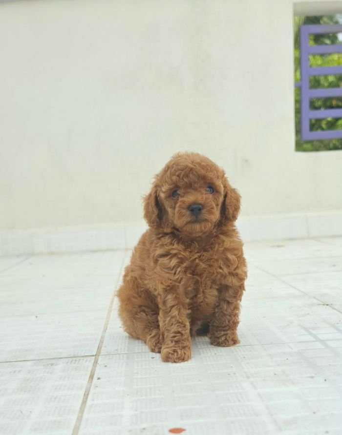 DogsIndia.com - Toy Poodle - Vikram (Shreyas)