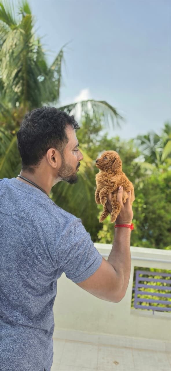DogsIndia.com - Toy Poodle - Vikram (Shreyas)