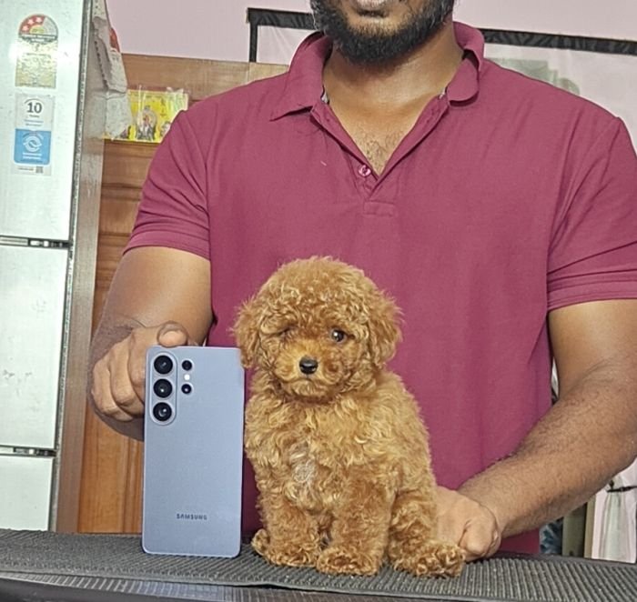 DogsIndia.com - Toy Poodle - Vikram (Shreyas)