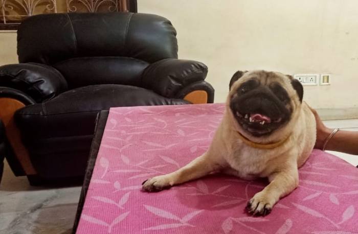 DogsIndia.com - Pug - Anirudh