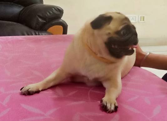 DogsIndia.com - Pug - Anirudh