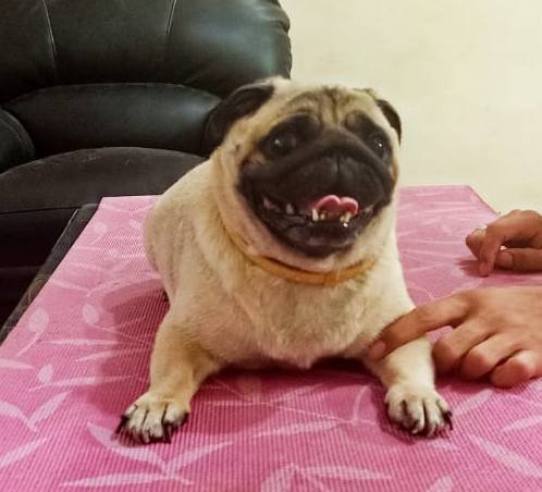 DogsIndia.com - Pug - Anirudh