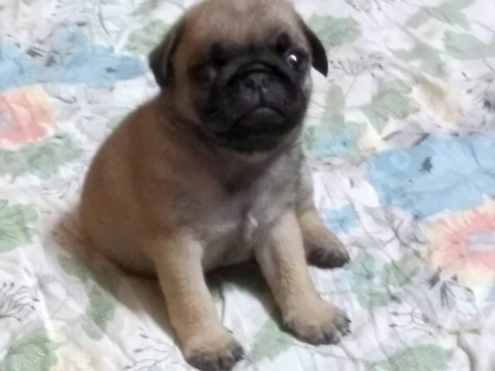 DogsIndia.com - Pug - Anirudh