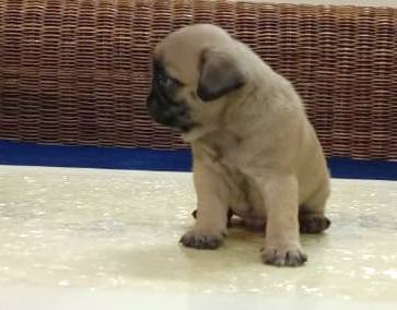 DogsIndia.com - Pug - Anirudh