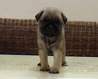 DogsIndia.com - Pug - Anirudh