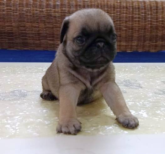 DogsIndia.com - Pug - Anirudh