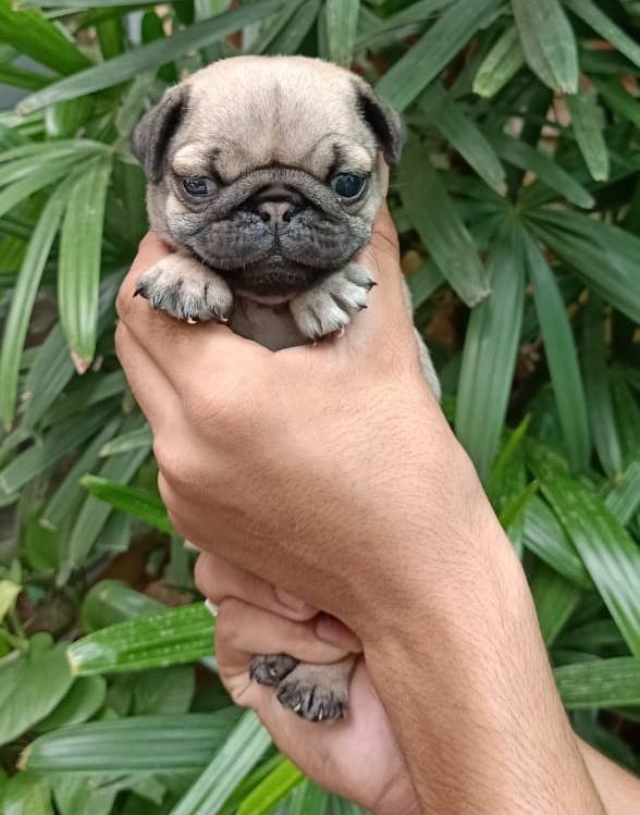 DogsIndia.com - Pug - Anirudh