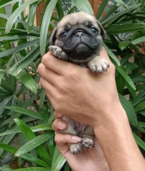 DogsIndia.com - Pug - Anirudh