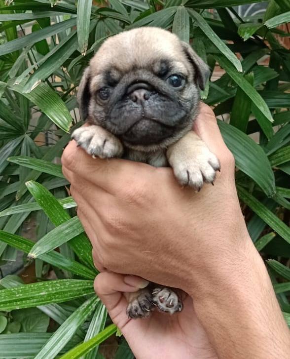 DogsIndia.com - Pug - Anirudh