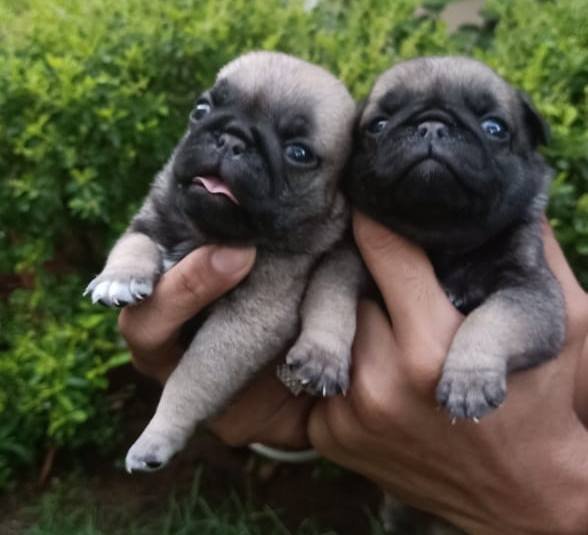 DogsIndia.com - Pug - Anirudh