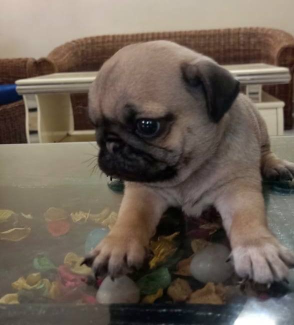 DogsIndia.com - Pug - Anirudh