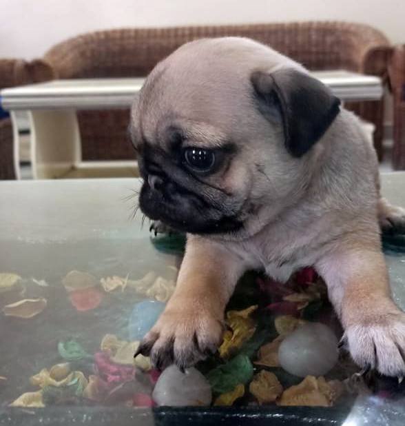 DogsIndia.com - Pug - Anirudh