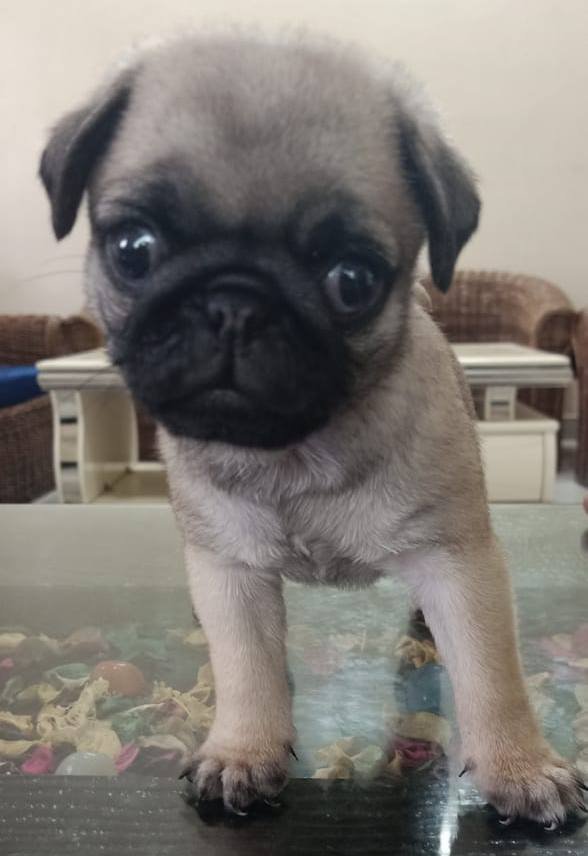 DogsIndia.com - Pug - Anirudh