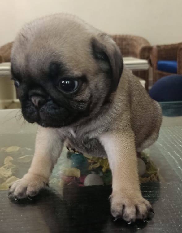 DogsIndia.com - Pug - Anirudh