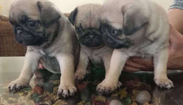 DogsIndia.com - Pug - Anirudh