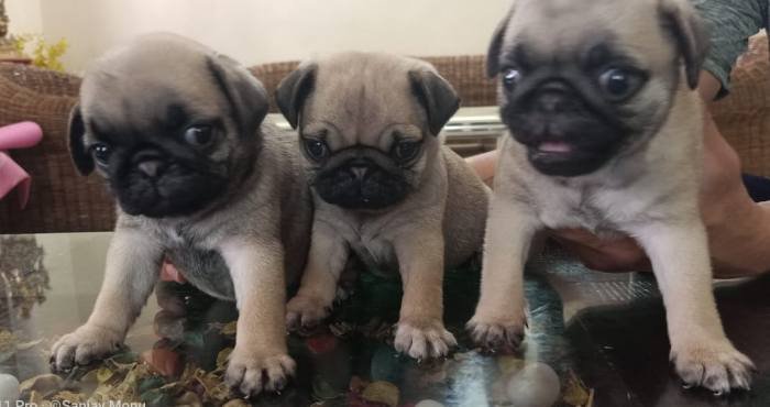 DogsIndia.com - Pug - Anirudh