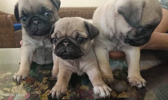 DogsIndia.com - Pug - Anirudh