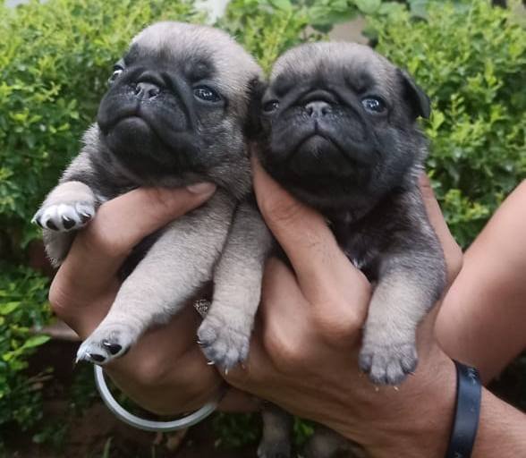 DogsIndia.com - Pug - Anirudh