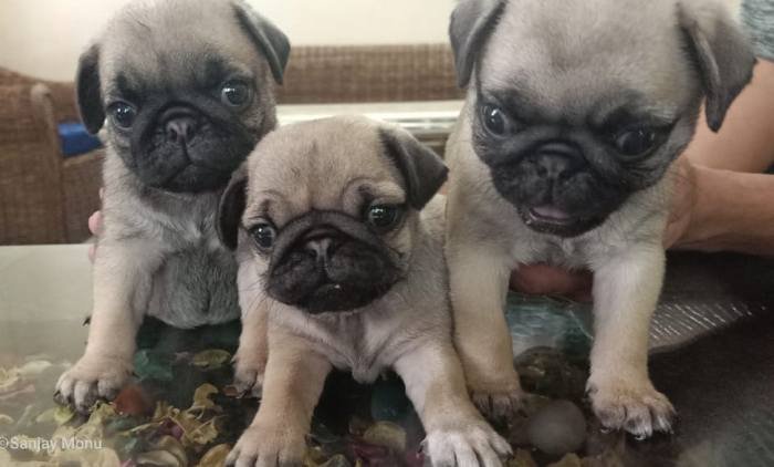 DogsIndia.com - Pug - Anirudh