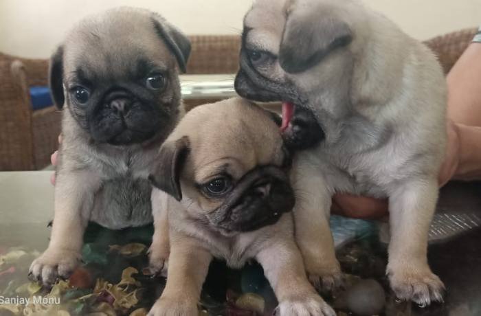 DogsIndia.com - Pug - Anirudh