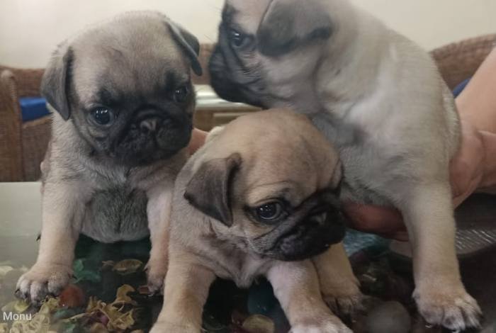 DogsIndia.com - Pug - Anirudh