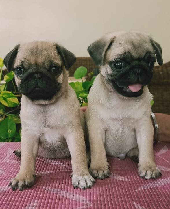 DogsIndia.com - Pug - Anirudh