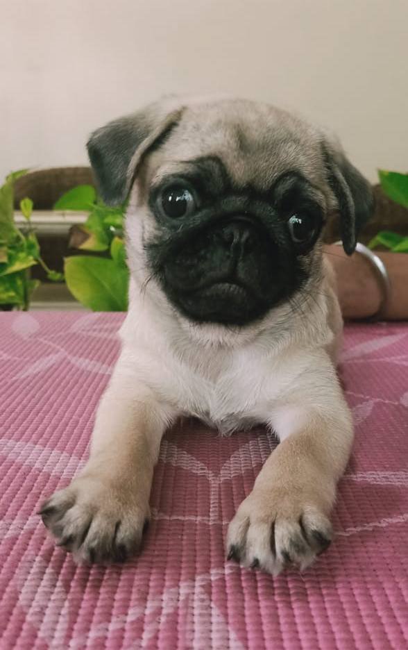 DogsIndia.com - Pug - Anirudh