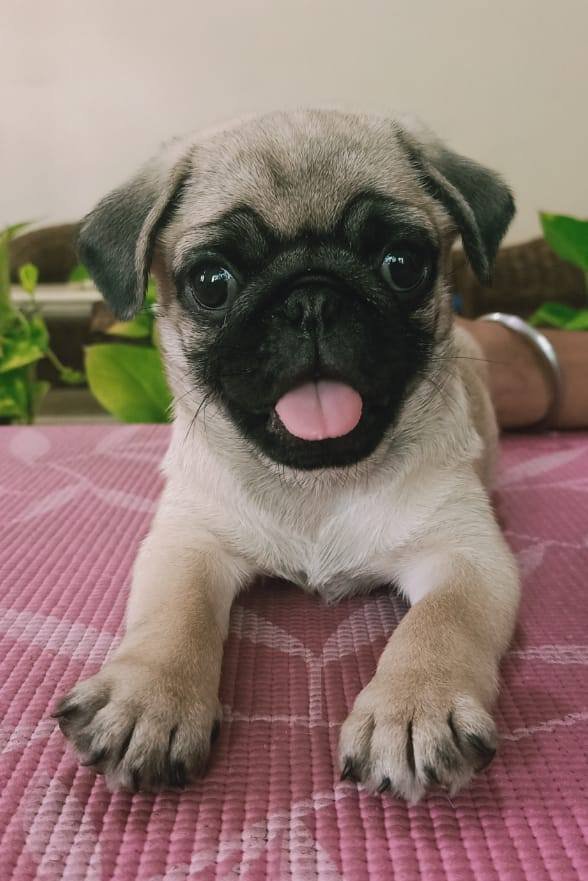 DogsIndia.com - Pug - Anirudh