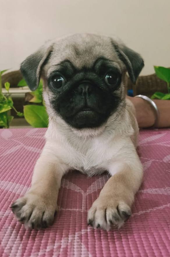 DogsIndia.com - Pug - Anirudh
