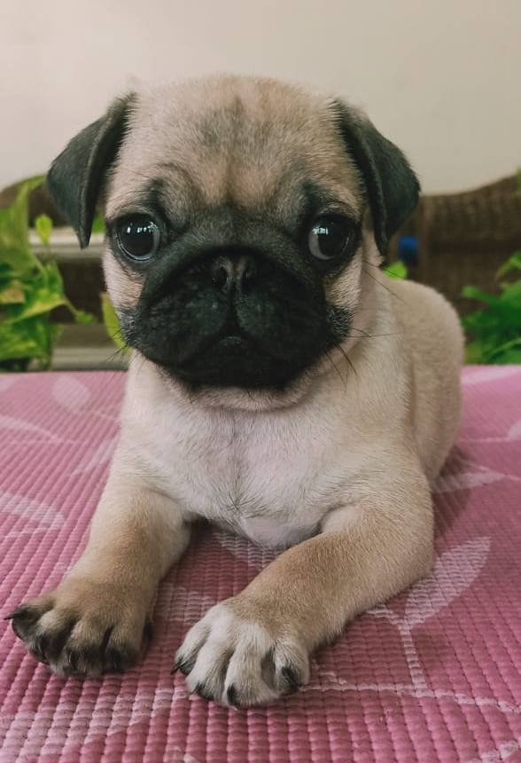 DogsIndia.com - Pug - Anirudh