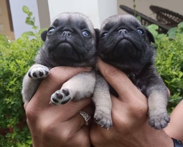 DogsIndia.com - Pug - Anirudh
