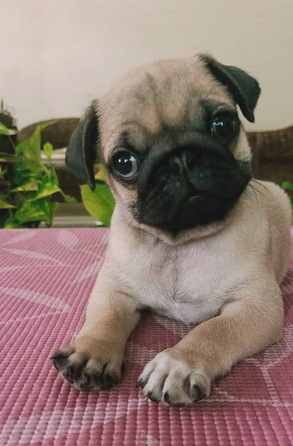 DogsIndia.com - Pug - Anirudh