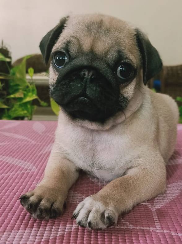 DogsIndia.com - Pug - Anirudh