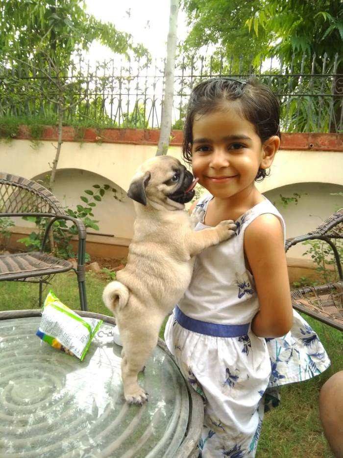 DogsIndia.com - Pug - Anirudh