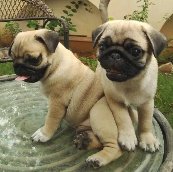 DogsIndia.com - Pug - Anirudh