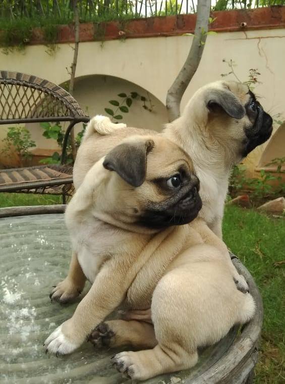 DogsIndia.com - Pug - Anirudh