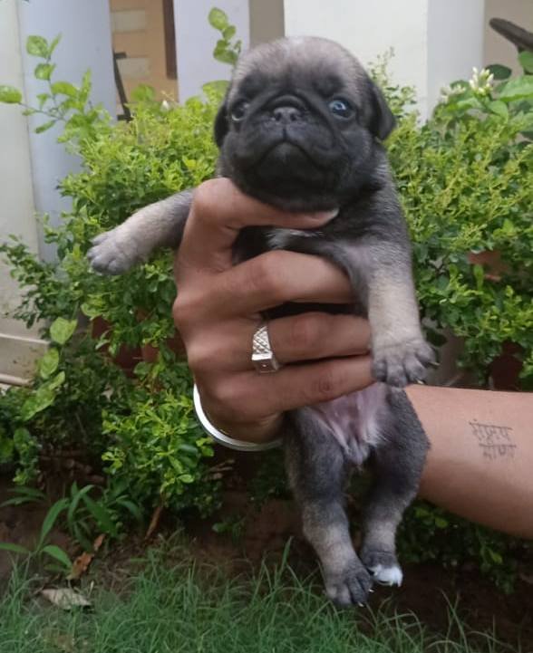 DogsIndia.com - Pug - Anirudh