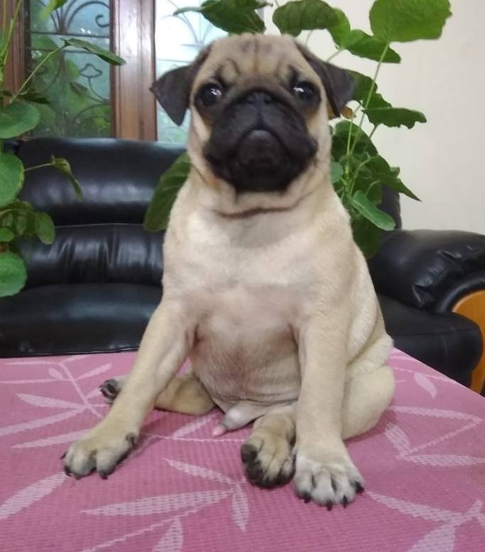 DogsIndia.com - Pug - Anirudh