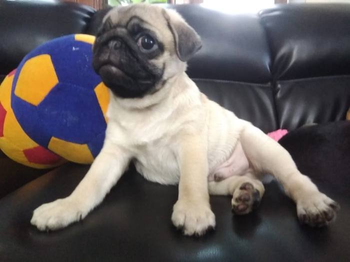 DogsIndia.com - Pug - Anirudh