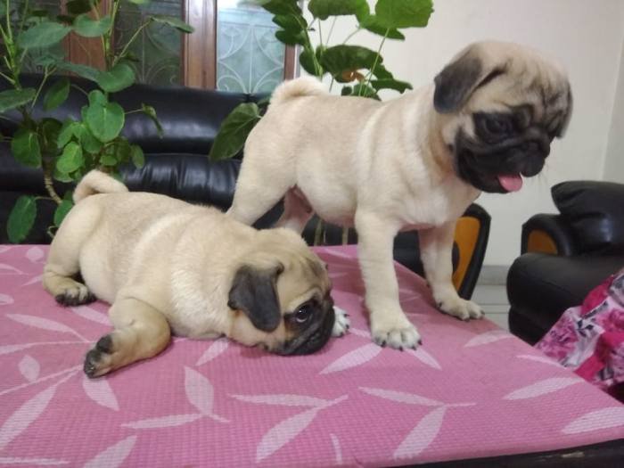 DogsIndia.com - Pug - Anirudh