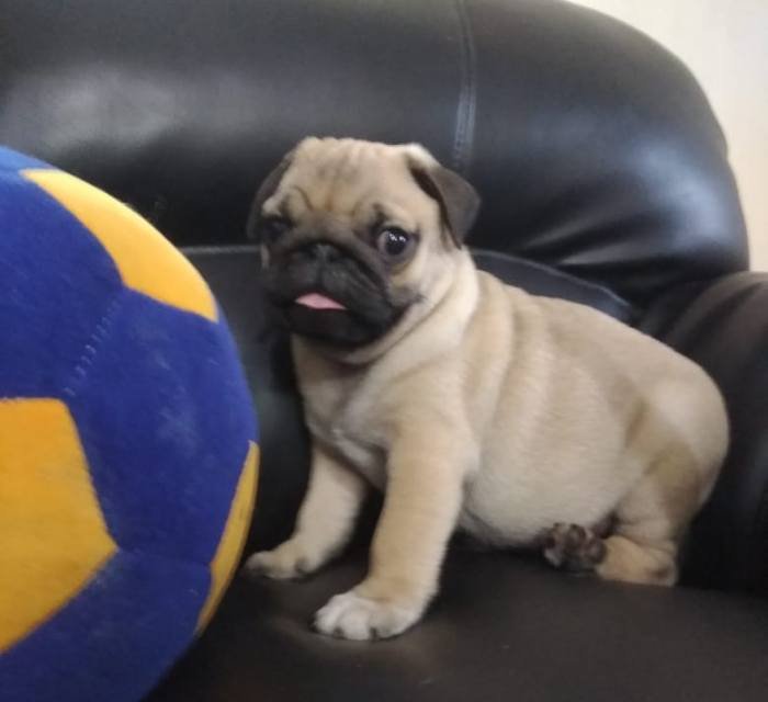 DogsIndia.com - Pug - Anirudh
