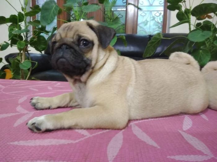 DogsIndia.com - Pug - Anirudh