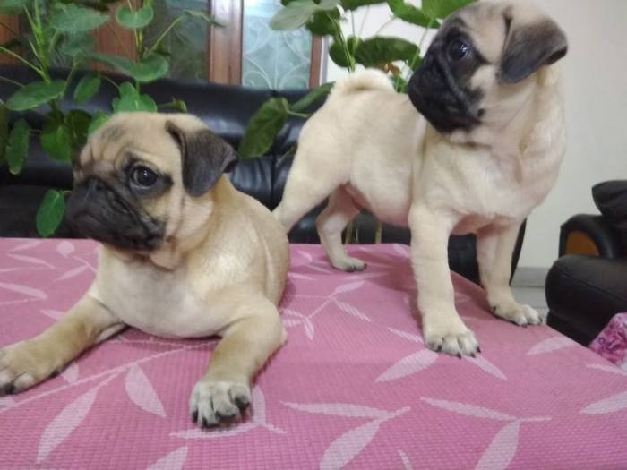 DogsIndia.com - Pug - Anirudh