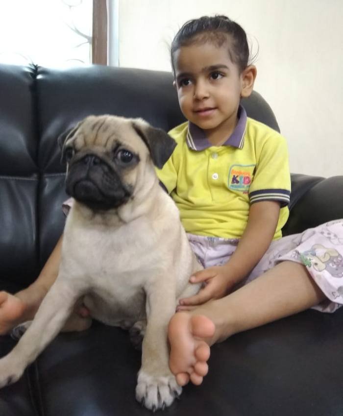 DogsIndia.com - Pug - Anirudh